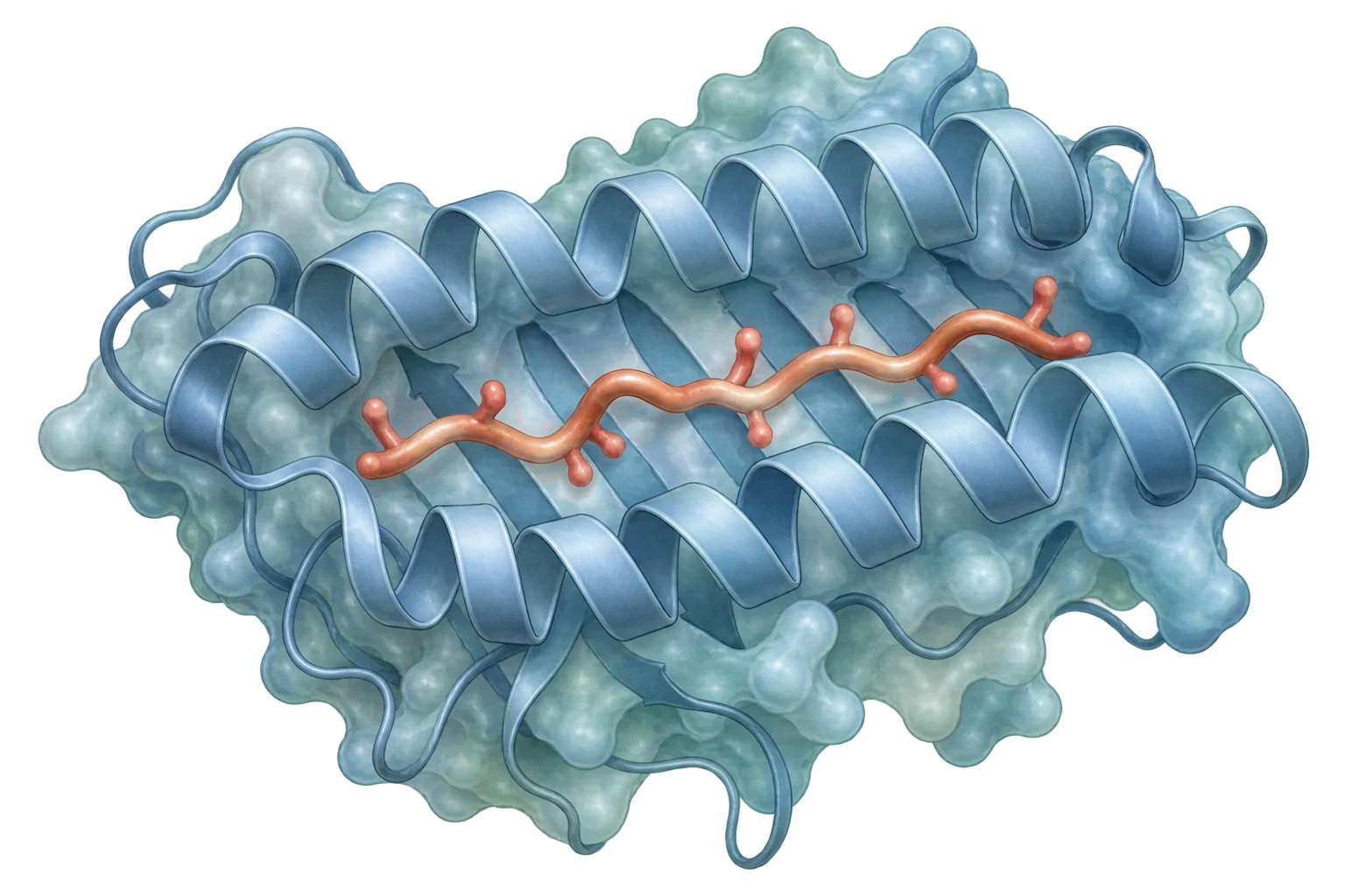 Conceptual illustration of a short peptide seated in an MHC protein binding groove